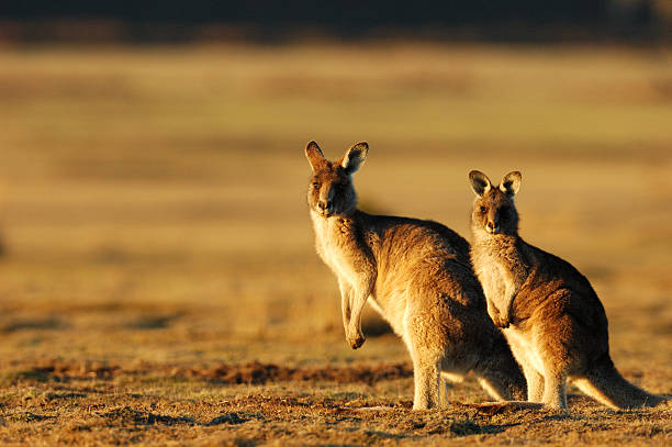 Two kangaroos posing for a photo in the evening Kangaroos in the evening at Narawntapu national park in Tasmania eastern gray kangaroo stock pictures, royalty-free photos & images