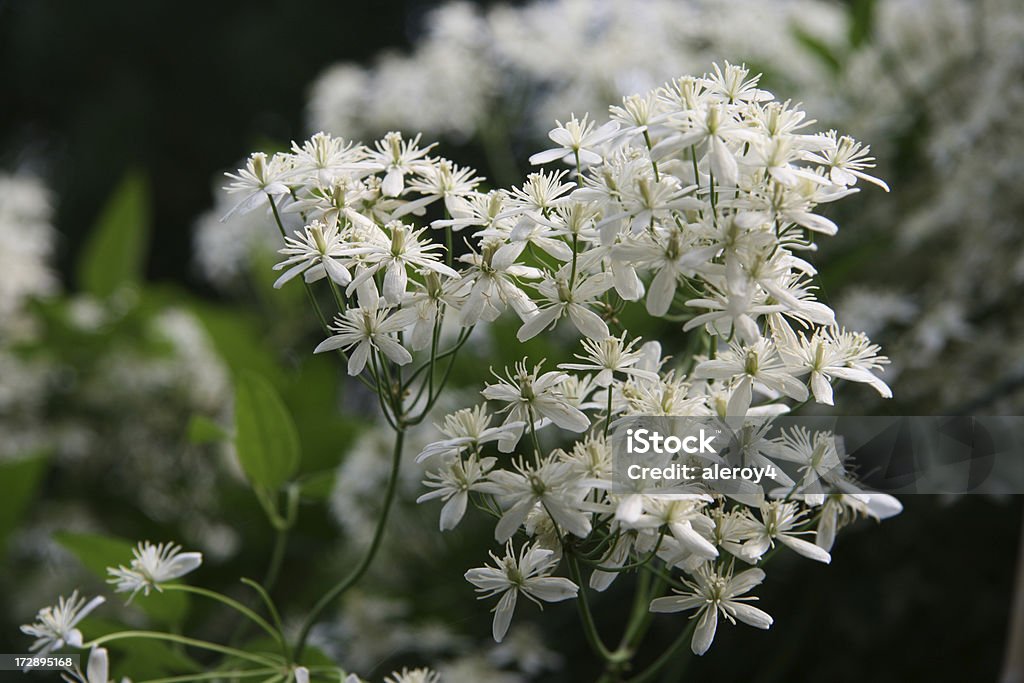 Blanc Clématite - Photo de Blanc libre de droits