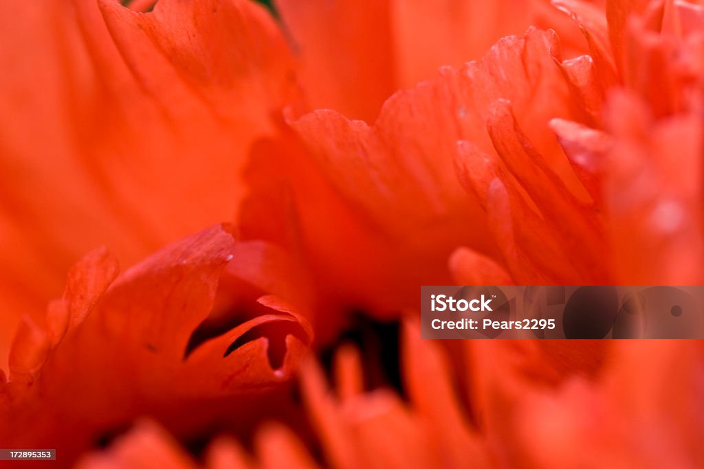 Orinetal Mohn-Serie - Lizenzfrei Blume Stock-Foto