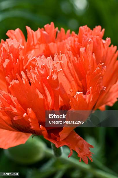 Foto de Papoula Oriental Series e mais fotos de stock de Botão - Estágio de flora - Botão - Estágio de flora, Cabeça da flor, Canteiro de Flores