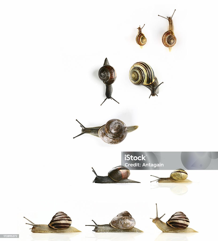 snails de jardín - Foto de stock de Animal libre de derechos