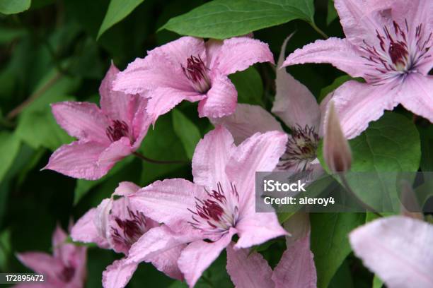 Pink Waldrebe Stockfoto und mehr Bilder von Blume - Blume, Fotografie, Horizontal