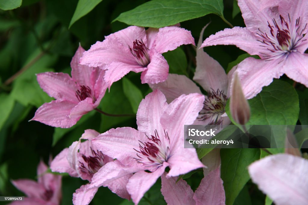 Rosa Clematide - Foto stock royalty-free di Clematide