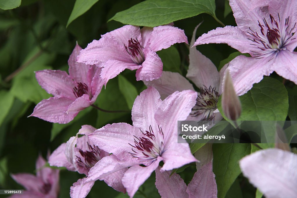 pink clematis clematis in a summer garden Clematis Stock Photo