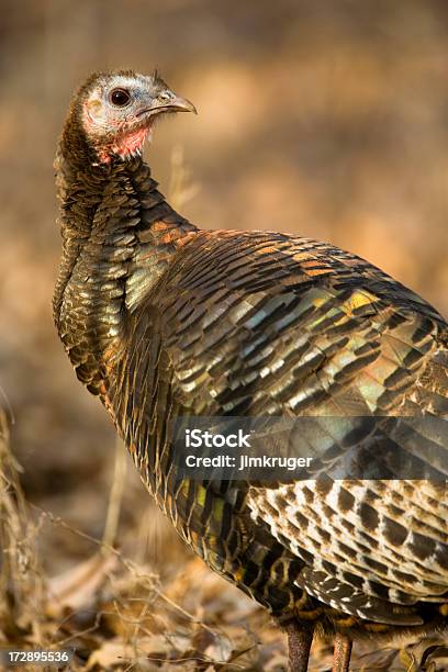 Foto de Apreensão Wild Turkey e mais fotos de stock de Animal - Animal, Bico, Comemoração - Evento