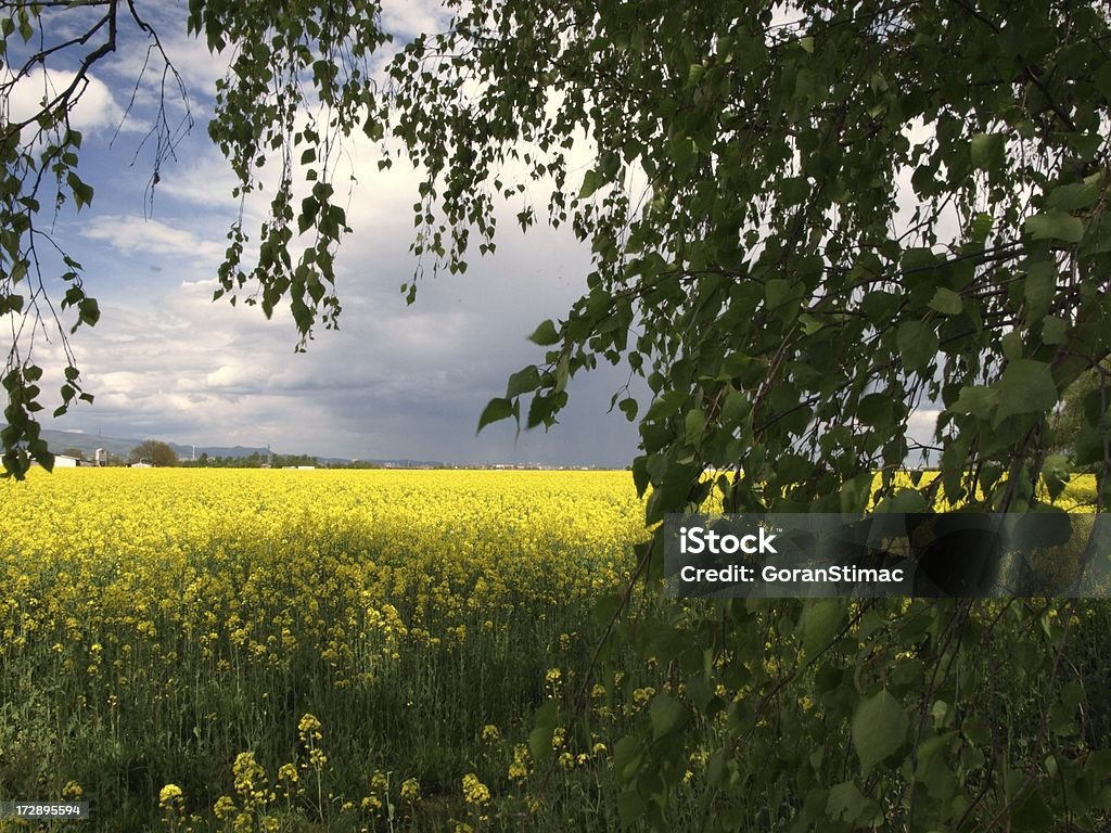 Blühende gelben Feld Frühling - Lizenzfrei Agrarland Stock-Foto