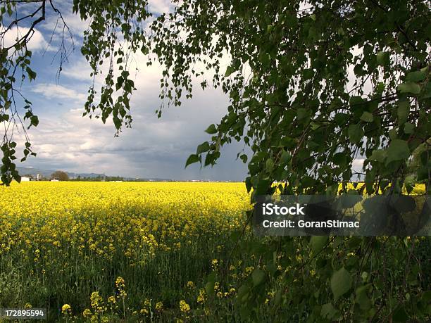 Blühende Gelben Feld Frühling Stockfoto und mehr Bilder von Agrarland - Agrarland, Baum, Baumblüte