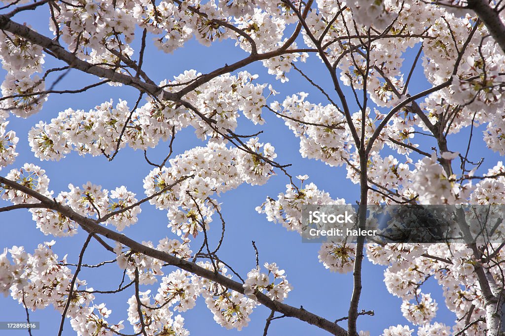 Frühling Blüte Canopy - Lizenzfrei Amerikanischer Blumenhartriegel Stock-Foto