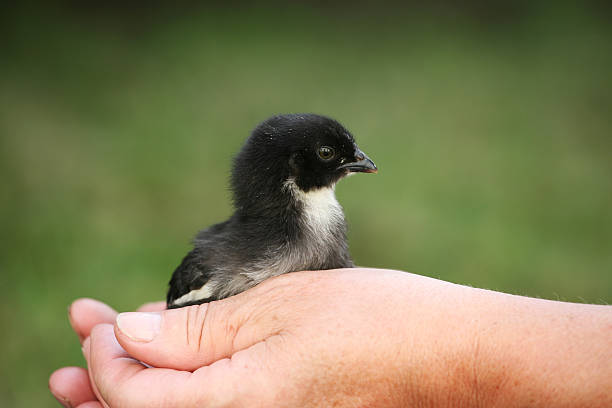 black chick black poop sits in one hand aufzucht stock pictures, royalty-free photos & images