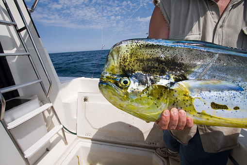 Large male mahi mahi freshly caught with head displayed on the back of an ocean fishing boat with a calm ocean and mostly sunny skies in the background.