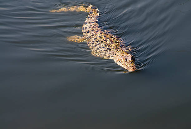 Stealthy Saltwater Crocodile