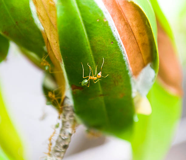 Green Ant A large Australian Green Ant, outside its nest of leaves. colony territory photos stock pictures, royalty-free photos & images