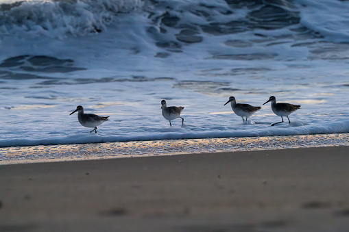 A group of Sanderlings searching for breakfast.