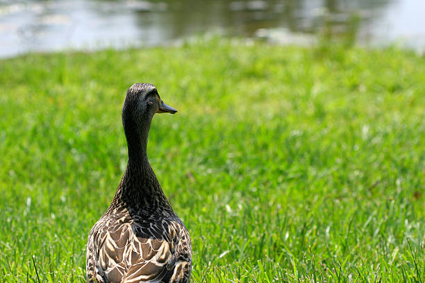 Watchful duck stock photo