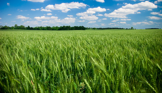 A field of wheat under a blue summer sky