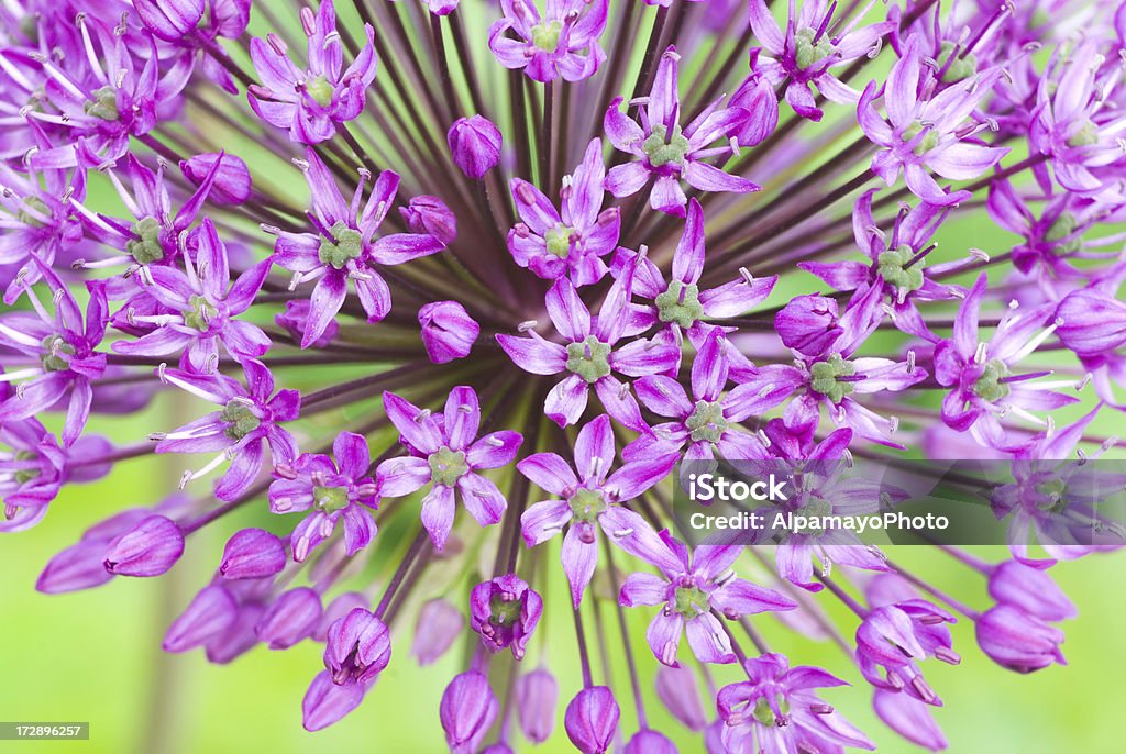 Allium hollandicum'Purple Sensation'- I - Foto de stock de Aire libre libre de derechos