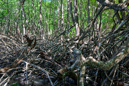 Mangrove Forest in Bama Beach, Baluran National Park, the North Coast of East Java, Indonesia.