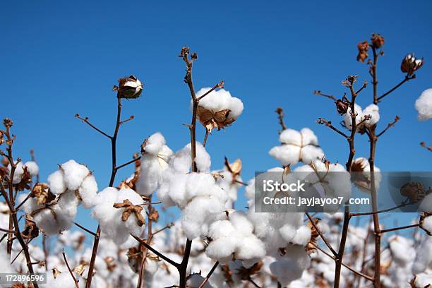 De Algodón Foto de stock y más banco de imágenes de Algodón - Textil - Algodón - Textil, Planta de algodón, Azul