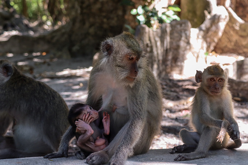 Monkey in Bama Beach, Baluran National Park, the North Coast of East Java, Indonesia.