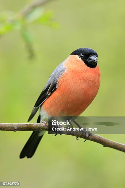 Foto de Bullfinch e mais fotos de stock de Animais Machos - Animais Machos, Animal, Dom-fafe