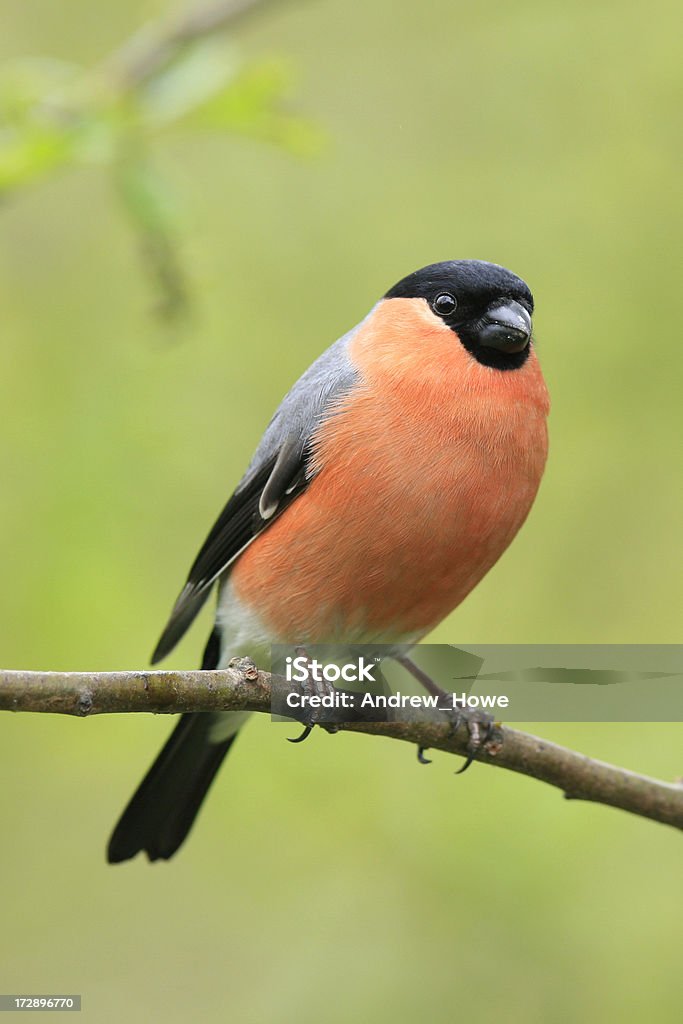 Бык Finch (pyrrhula-pyrrhula) - Стоковые фото Без людей роялти-фри