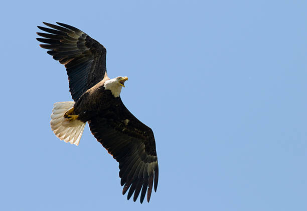 istock Bald Eagle Flying Over Head; Wings Spread, Freedom, Strength, Leadership 172896818