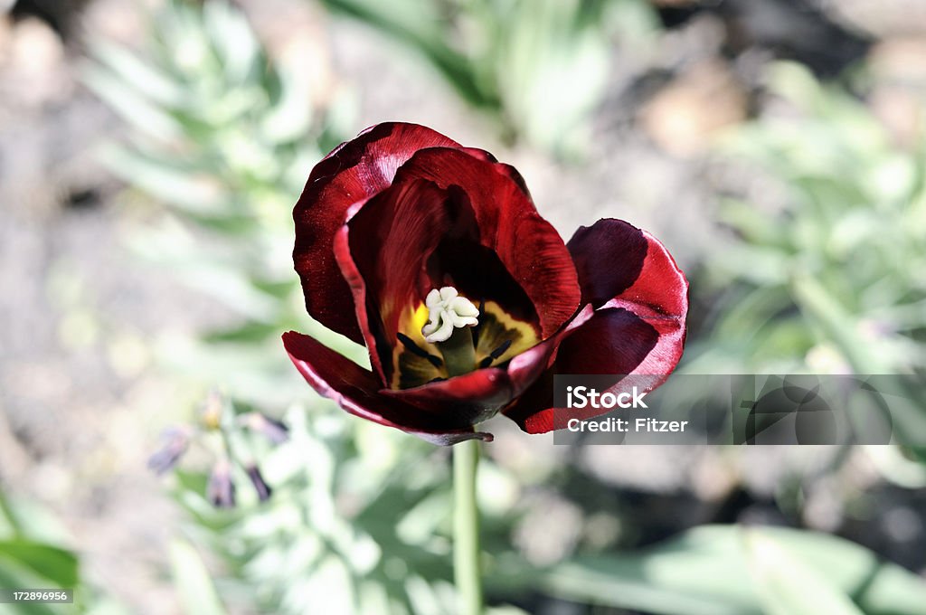 red tulip... beautiful tulip... Above Stock Photo