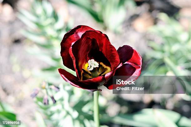 Red Tulip Stock Photo - Download Image Now - Above, Beauty, Beauty In Nature