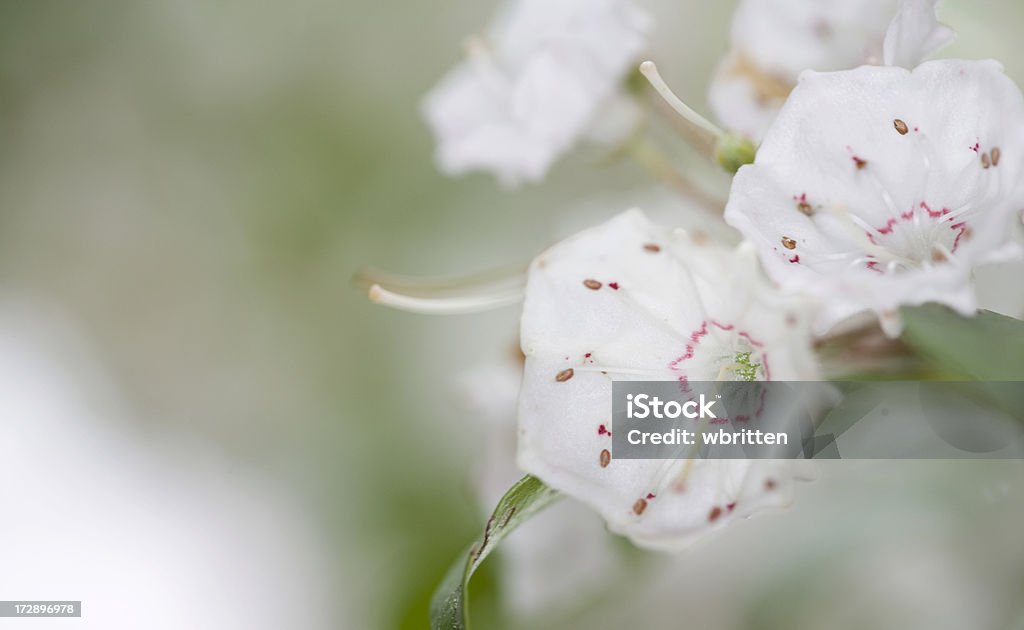 Lauro di montagna fiori - Foto stock royalty-free di Lauro di montagna