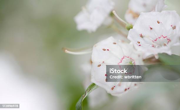 Lauro Di Montagna Fiori - Fotografie stock e altre immagini di Lauro di montagna - Lauro di montagna, Ambientazione tranquilla, Armonia