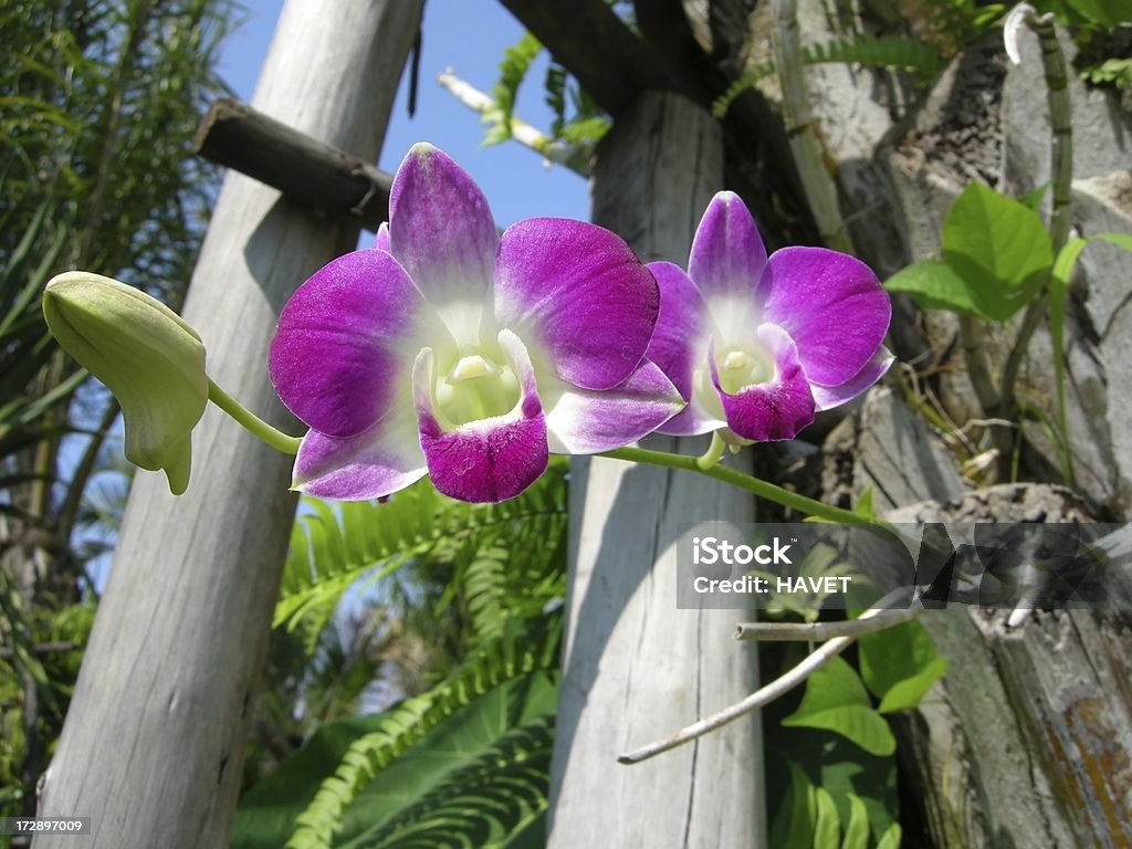 orchids - Foto de stock de Aire libre libre de derechos