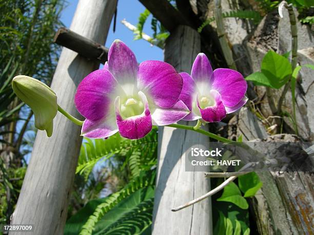 Orchids Foto de stock y más banco de imágenes de Aire libre - Aire libre, Arbusto Tropical, Belleza de la naturaleza