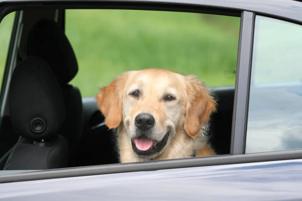 istock Travelling Golden Retriever 172897034