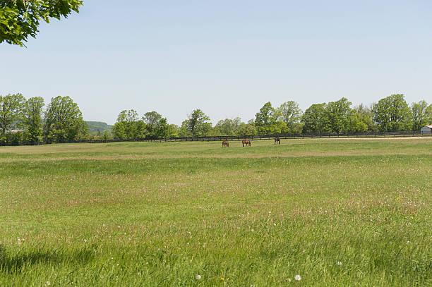 istock Horses grazing on pasture 172897179