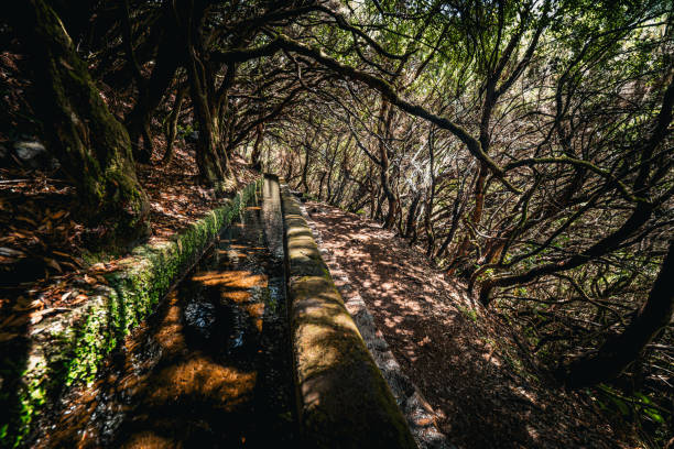 istock Scenic view of branches overhanging a Levada, a typical water channel, and the associated hiking trail, Levada das 25 Fontes, Madeira, Portugal 1728971967