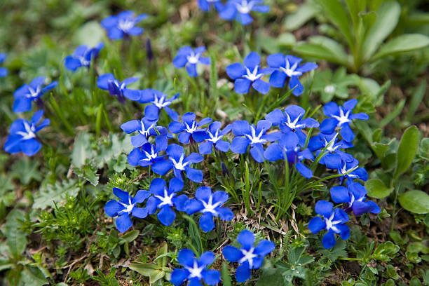 Gentian Gentian in the Bavarian alps enzian stock pictures, royalty-free photos & images
