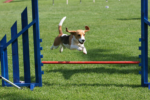 Beagle on hurdle