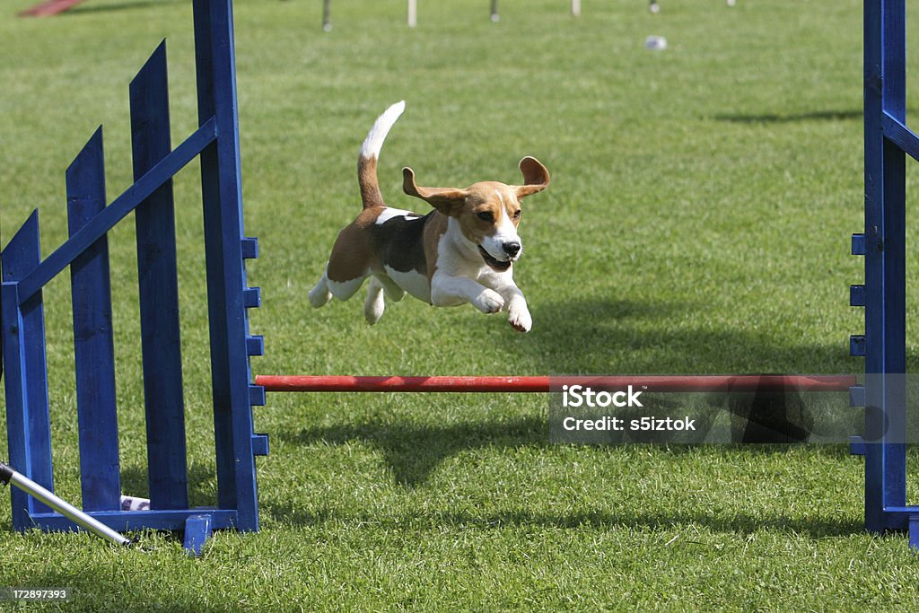 Flying beagle Beagle on hurdle Dog Agility Stock Photo