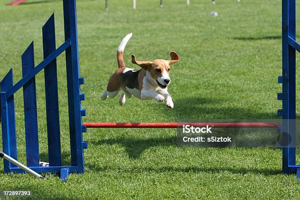Flying Beagle Stock Photo - Download Image Now - Dog Agility, Competition, Dog