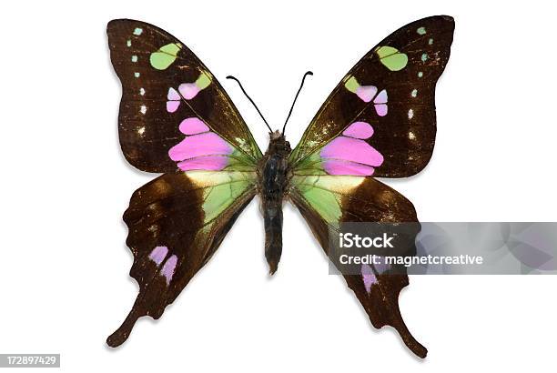 Vivace Colorato Farfalla - Fotografie stock e altre immagini di Animale - Animale, Antenna - Parte del corpo animale, Bellezza