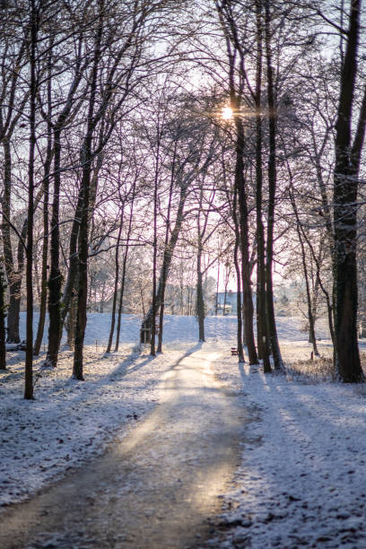 istock A winter landscape with a footpath in a forest with snow in the sun light 1728974723