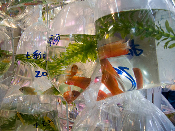 istock goldfish market closeup 172897577