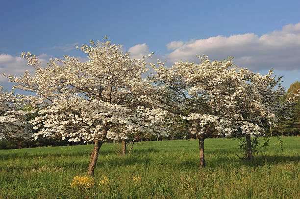 istock White Dogwood at Sunset 172897664