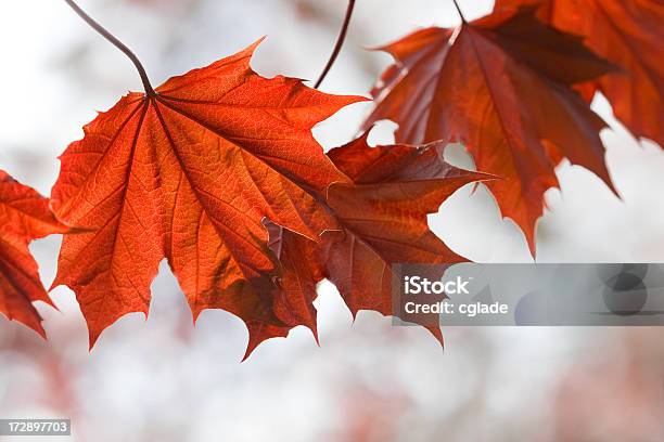 レッドのカエデの葉 - アメリカハナノキのストックフォトや画像を多数ご用意 - アメリカハナノキ, カエデ, バーモント州