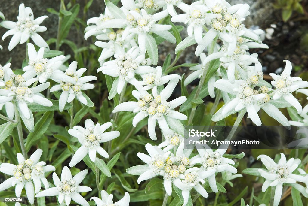 Edelweiss flor - Foto de stock de Flor libre de derechos