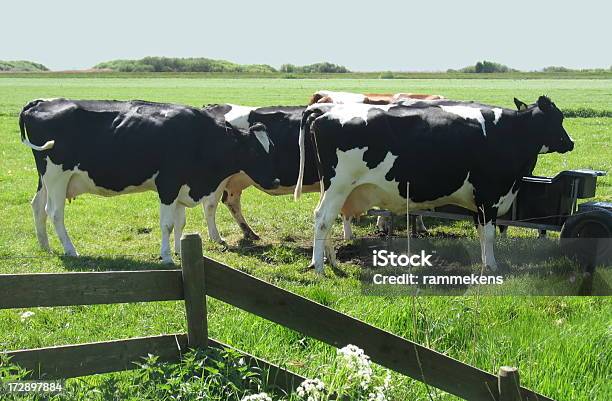 Foto de Dutch Vacas Leiteiras Em Gramado e mais fotos de stock de Agricultura - Agricultura, Animal, Animal de Fazenda