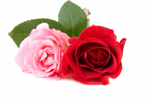 A pink and red rose isolated on a white background.