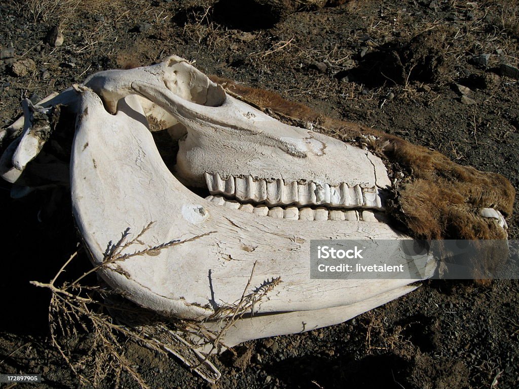 De cráneo de vaca la piel y se descompone en desierto de Gobi Mongolia - Foto de stock de Animal libre de derechos