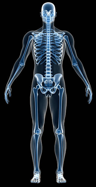 x -ray 人間の体をスケルトンの男性、研究 - human spine anatomy x ray the human body ストックフォトと画像