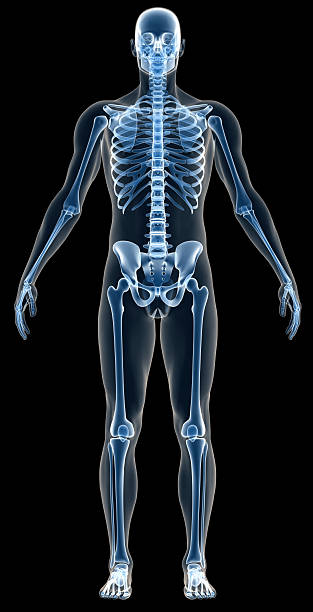 x-ray ludzkiego ciała z mężczyzna z szkielet w ramach badania - body human spine human head human neck zdjęcia i obrazy z banku zdjęć